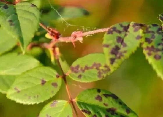 植物常识问题|月季蓟马危害及防治