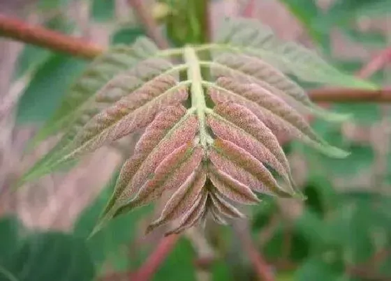 植物常识问题|拱棚栽植香椿行情