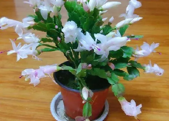 植物常识问题|蟹爪兰如何养护避免秋冬季节开花少