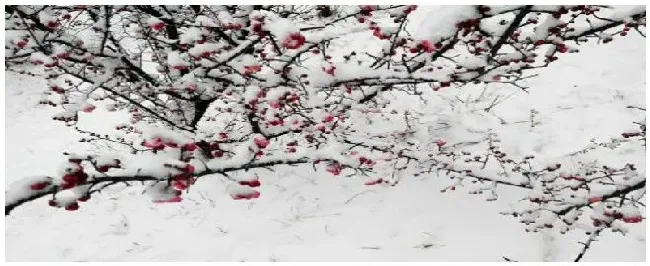 梅花什么时候嫁接 | 科普知识