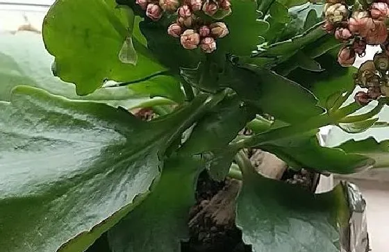 植物常识问题|长寿花怎么养护开花更多
