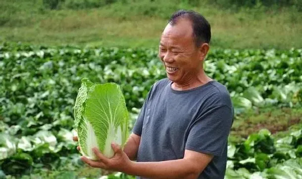 植物常识问题|大白菜种植时间和高产管理方法（种出高产大白菜的秘诀）