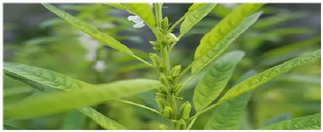 我国主要的油料作物 | 农业答疑