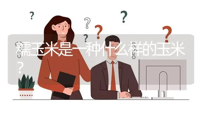 糯玉米是一种什么样的玉米? | 养殖问题解答