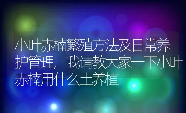 小叶赤楠繁殖方法及日常养护管理,我请教大家一下小叶赤楠用什么土养植 | 养殖常见问题