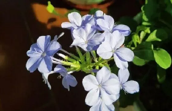 植物常识问题|蓝雪花如何养护开花才会多