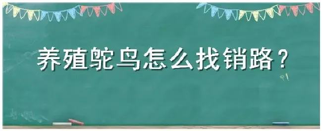 养殖鸵鸟怎么找销路 | 农业答疑