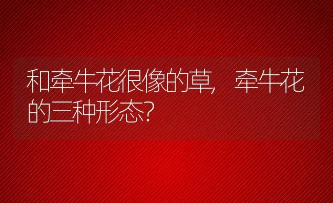 和牵牛花很像的草,牵牛花的三种形态？ | 养殖常见问题