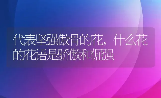 代表坚强傲骨的花,什么花的花语是骄傲和倔强 | 养殖常见问题