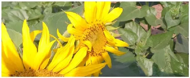 矮大头油葵种植技术 | 农业常识