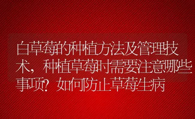 白草莓的种植方法及管理技术,种植草莓时需要注意哪些事项？如何防止草莓生病 | 养殖常见问题