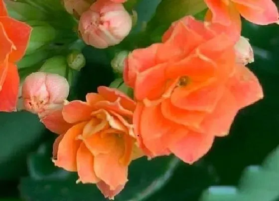植物常识问题|长寿花怎么养护开花更多