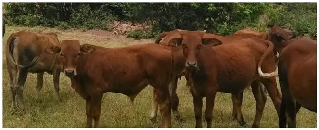 牛犊拉稀特效药新生牛犊喘怎么治疗 | 生活常识