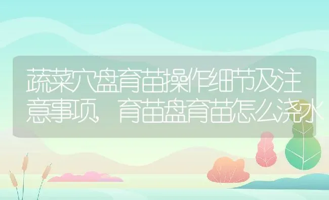 蔬菜穴盘育苗操作细节及注意事项,育苗盘育苗怎么浇水 | 养殖常见问题