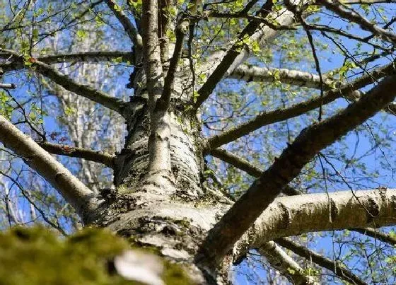 植物常识问题|白桦树与白杨树的区别图片