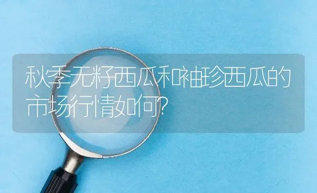 秋季无籽西瓜和袖珍西瓜的市场行情如何? | 养殖问题解答