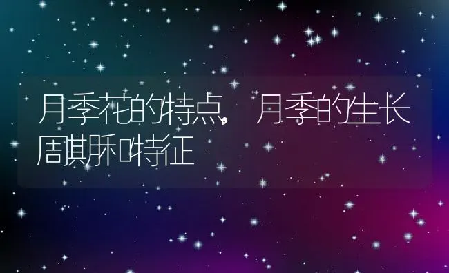 月季花的特点,月季的生长周期和特征 | 养殖常见问题