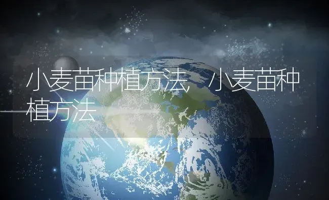 小麦苗种植方法,小麦苗种植方法 | 养殖常见问题