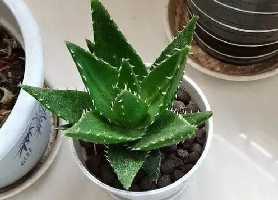 植物常识问题|芦荟为什么要经常砍才能长得壮