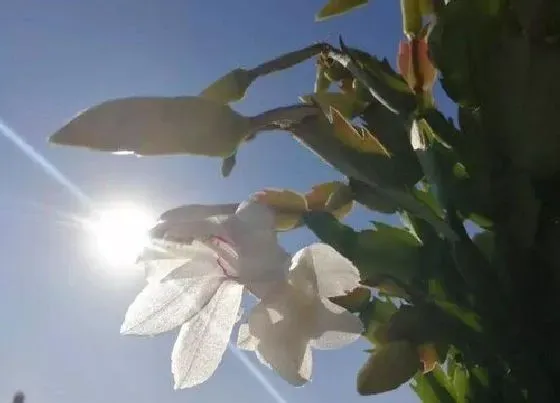 植物常识问题|蟹爪兰叶片出现红彤彤的是什么原因造成的