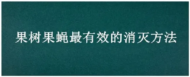 果树果蝇最有效的消灭方法 | 农业常识