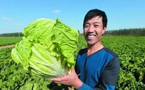 植物常识问题|大白菜种植时间和高产管理方法（种出高产大白菜的秘诀）