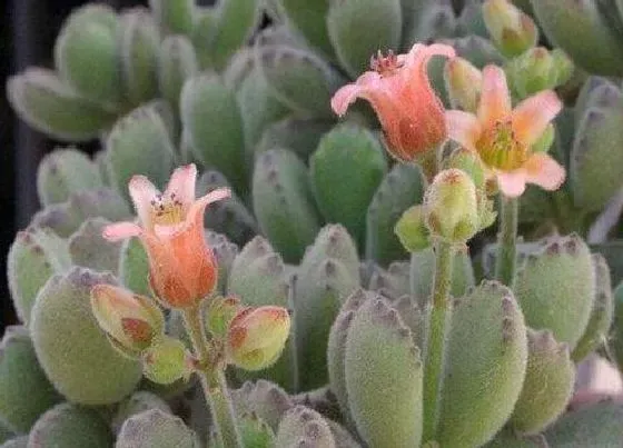 植物常识问题|多肉蚧壳虫如何根除
