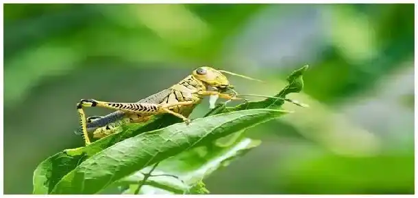 蝗虫卵怎么保存 | 农业问题