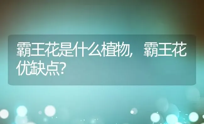 霸王花是什么植物,霸王花优缺点？ | 养殖常见问题