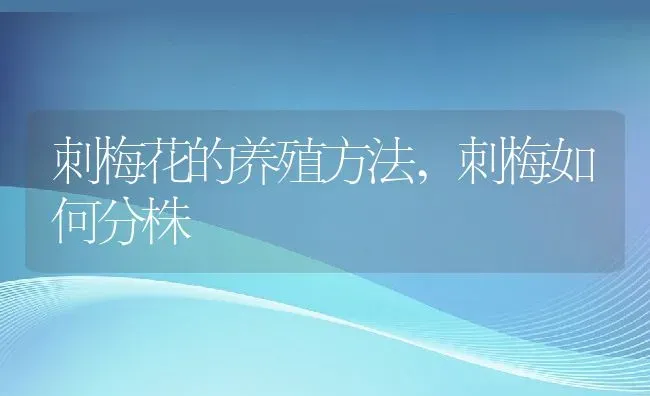 刺梅花的养殖方法,刺梅如何分株 | 养殖常见问题