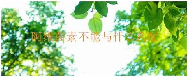 阿维菌素不能与什么药配 | 三农问答