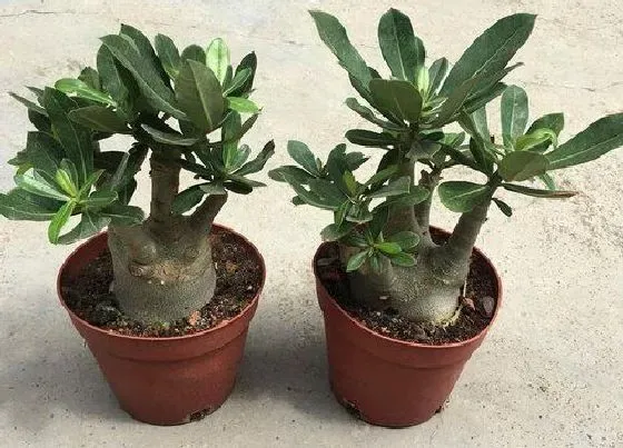 植物常识问题|沙漠玫瑰养护的关键步骤  如何养开爆盆