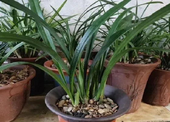 植物常识问题|兰花正确的浇水方法有哪些