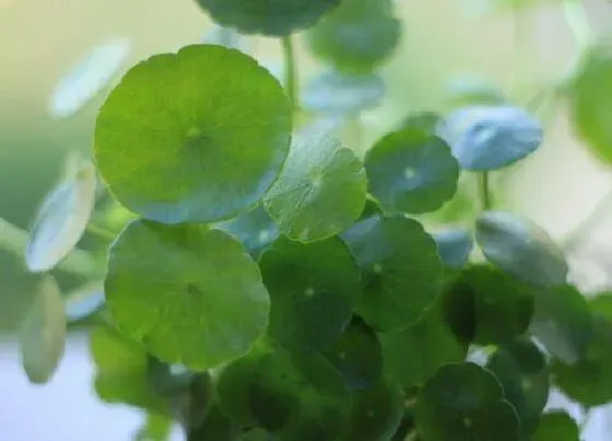 植物常识问题|如何解决铜钱草叶大却倒伏的问题