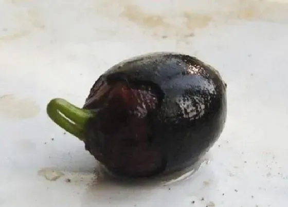 植物常识问题|碗莲种子应该如何浸种