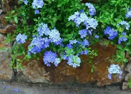 植物常识问题|蓝雪花如何养护开花才会多