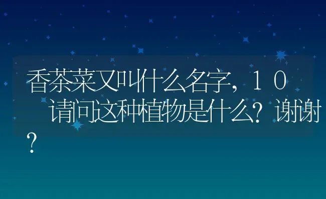 香茶菜又叫什么名字,10 请问这种植物是什么？谢谢？ | 养殖常见问题
