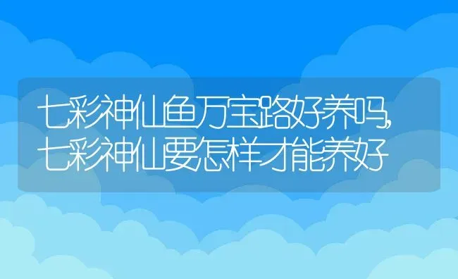 七彩神仙鱼万宝路好养吗,七彩神仙要怎样才能养好 | 养殖常见问题