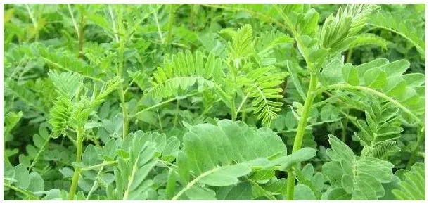 黄芪北芪红芪有什么区别 | 三农问答