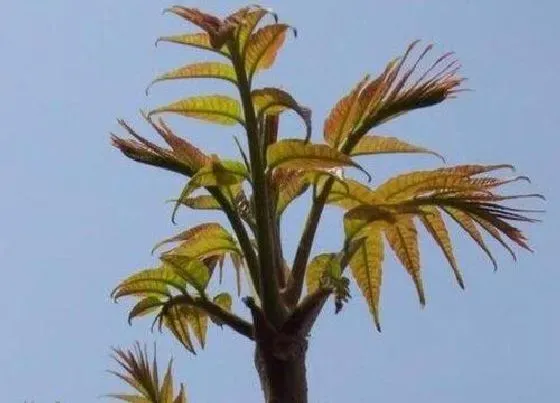 植物常识问题|香椿种植前景如何