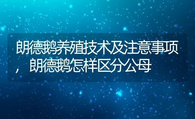 朗德鹅养殖技术及注意事项,朗德鹅怎样区分公母 | 养殖常见问题