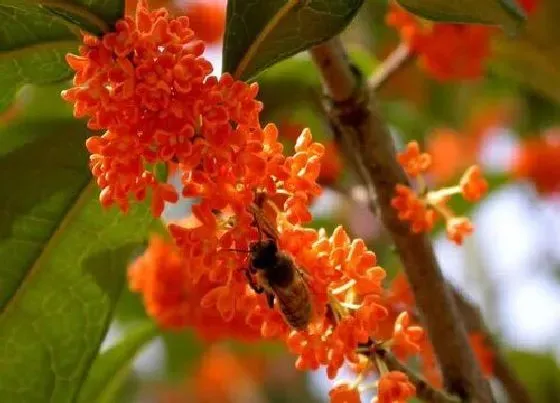 植物常识问题|桂花品种