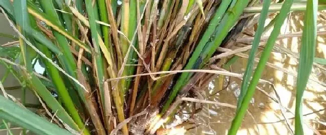 植物常识问题|水稻经常发生的病虫害有哪些（水稻常见病虫害及防治方法）