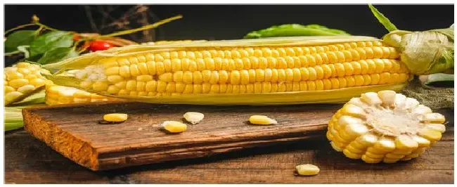 新玉米晒干多久能喂猪 | 农业常识