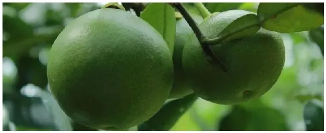 蜜柚产自哪里 | 三农答疑