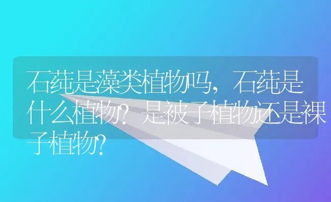 石莼是藻类植物吗,石莼是什么植物?是被子植物还是裸子植物？ | 养殖常见问题