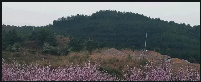 伯劳鸟怎么养 | 农业问题