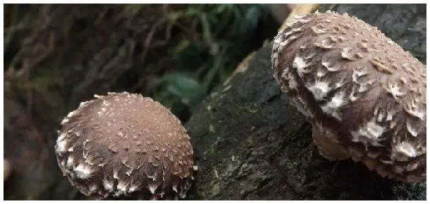 香菇的出产地在哪里 | 三农答疑