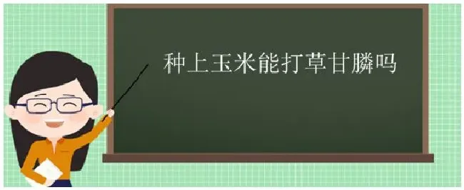 种上玉米能打草甘膦吗 | 三农答疑