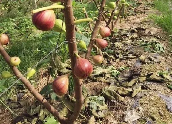 植物常识问题|无花果种植技术与管理